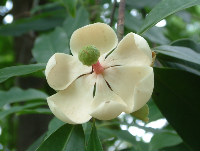  p>海南木莲(学名: i>manglietia hainanensis  /i>dandy)是木兰科