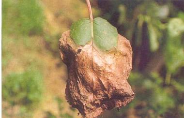 药用植物猕猴桃叶斑病