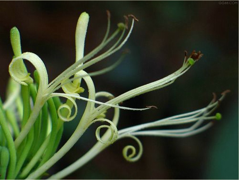 小金银花