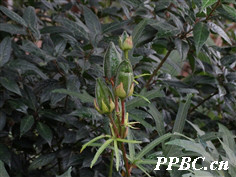 /a></p></a>,别名:黄蜀葵,秋葵,棉花葵,假阳桃,野芙蓉,黄芙蓉,黄花莲,鸡爪莲