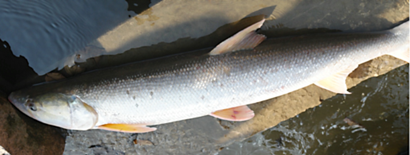 鳡鱼怎么读 全网资源