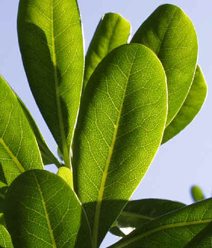 p>海桐(学名 i>pittosporum tobira/i,是 a target"_blank"