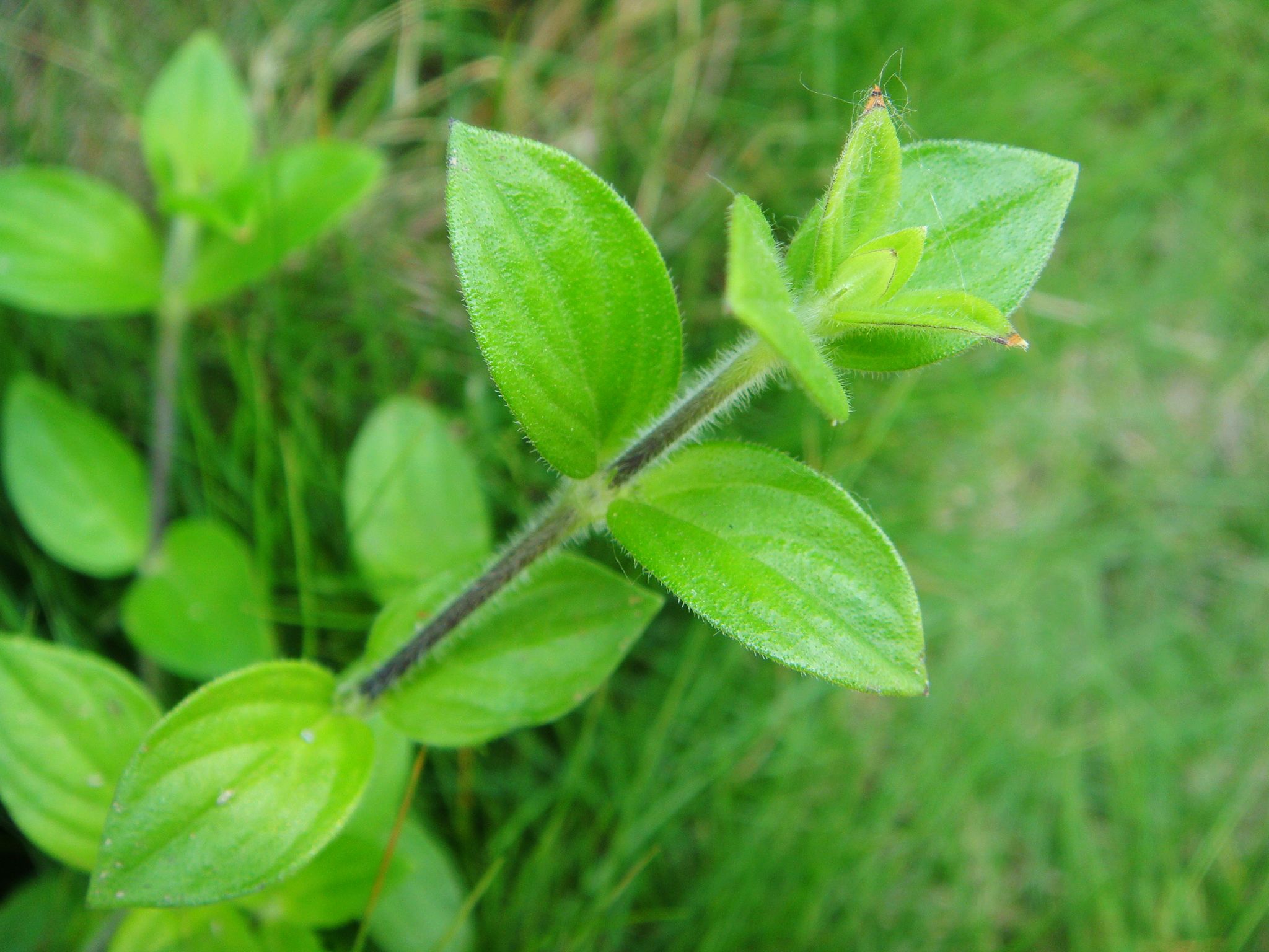 是茜草科耳草属植物,多年生匍匐草本.植株干后黄绿色.