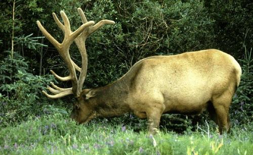 p>蒙古马鹿(学名:cervus elaphus alashanicus)是所有马鹿亚种中体型