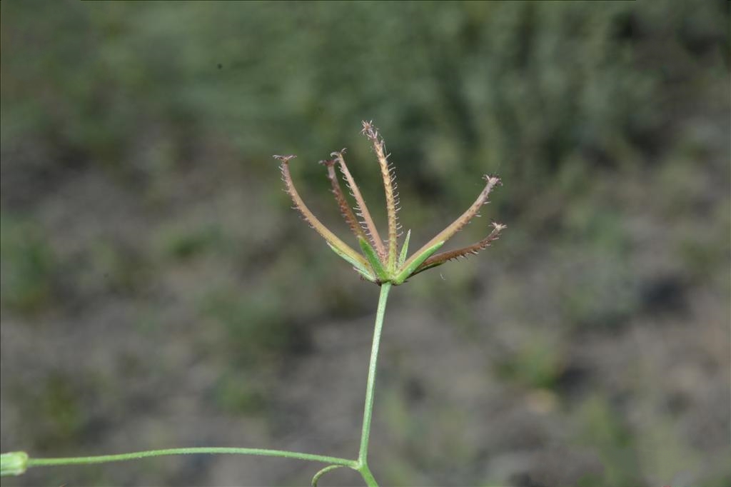p>蝎尾菊(学名 i>koelpinia linearis/i pall.