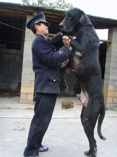 大丹犬(great dane)原产于 a href data-lemmaid"147953>德国