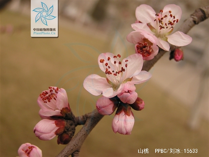 花桃