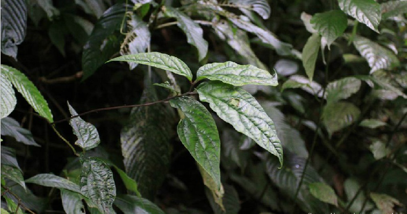 的根.植物奇异排草,分布于我国云南,广西等地.