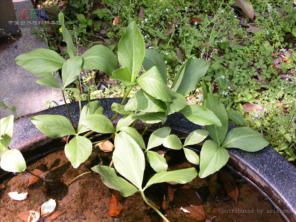 具鞘状长柄,有小叶3枚;花异型,排成总状花序生于长的花茎上;萼5裂