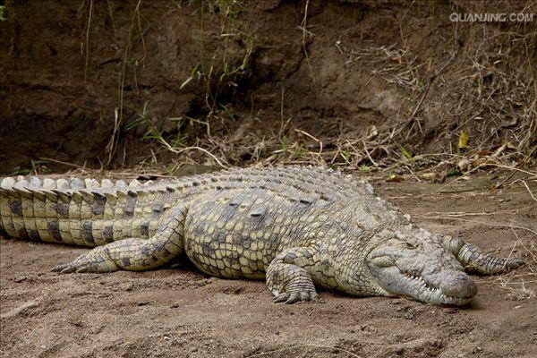 p>尼罗鳄(学名 i>crocodylus niloticus/i,是非洲最大的鳄鱼和最