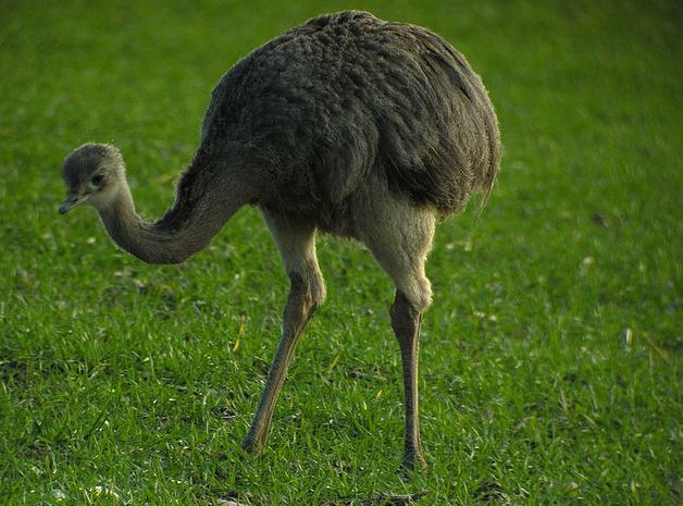  p>大美洲鸵巴拉圭亚种(学名:rhea americana nobilis )是美洲鸵鸟目