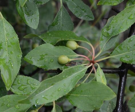 i>rhamnus parvifolia/i bunge)是鼠李科,鼠李属植物