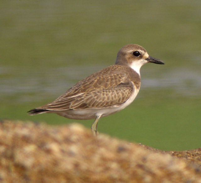 p>铁嘴沙鸻(学名 i>charadrius leschenaultii/i)鸻科鸻属鸟类,属