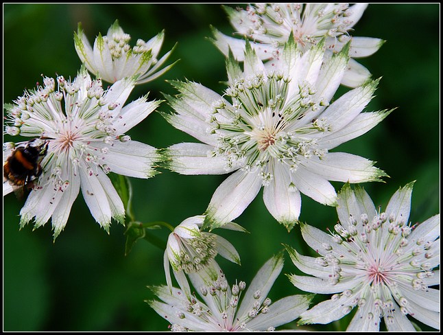 p>大星芹 i>astrantia major/i a href>伞形科/a>星芹属的