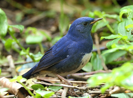 i>hodgsonius phaenicuroides /i>)是鹟科,短翅鸲属小型鸟类,体长16