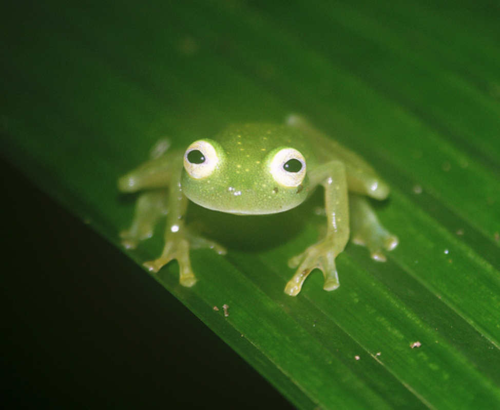 glass frogs