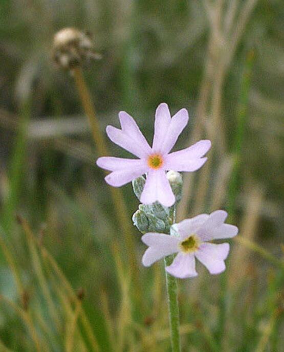 p>蝎尾菊(学名 i>koelpinia linearis/i pall.