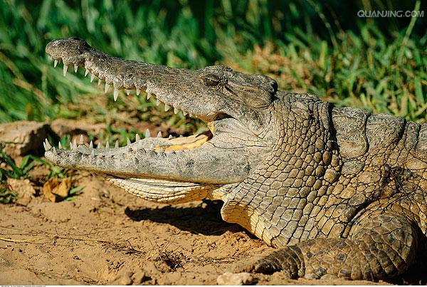 p>尼罗鳄(学名 i>crocodylus niloticus/i,是非洲最大的鳄鱼和最