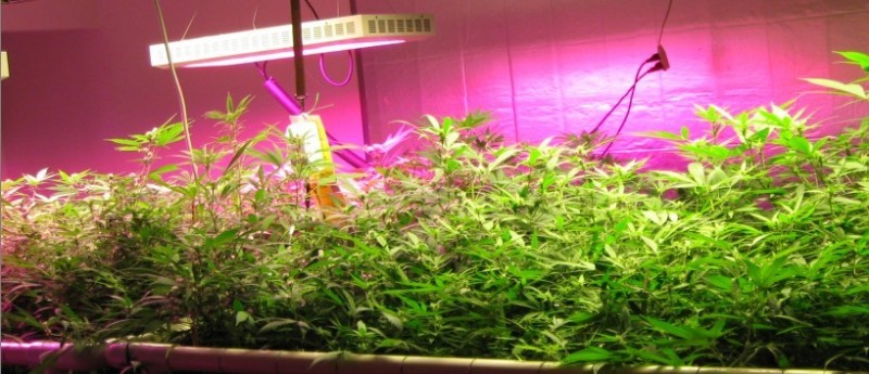 植物生长灯