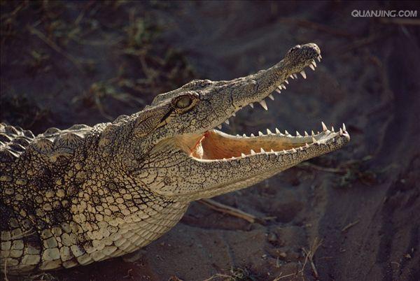 p>尼罗鳄(学名 i>crocodylus niloticus/i,是非洲最大的鳄鱼和最