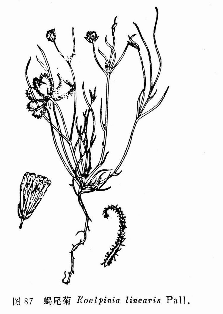 p>蝎尾菊(学名 i>koelpinia linearis/i pall.