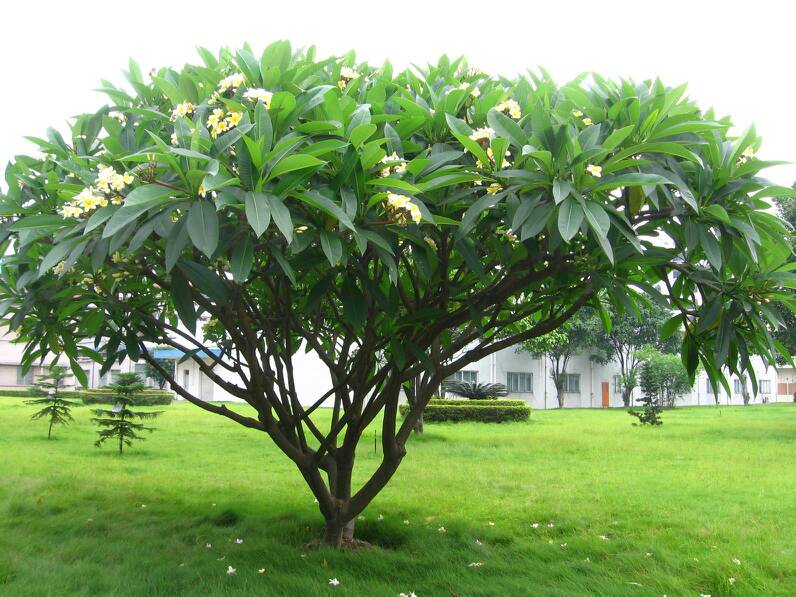 多罗树