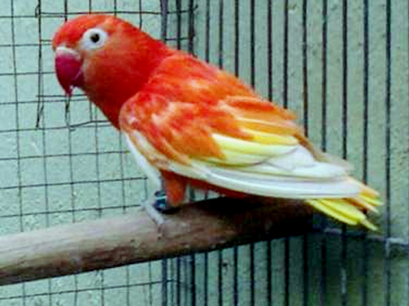 p>桃脸牡丹鹦鹉(学名: i>agapornis roseicollis /i>):体长一般在15