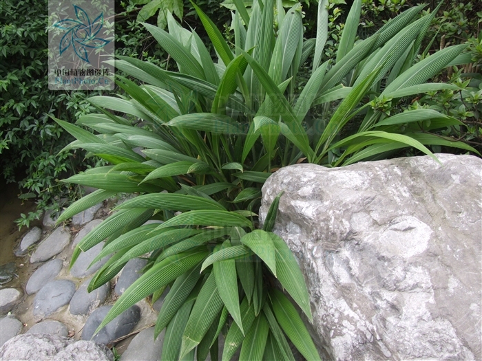 >棕叶狗尾草(学名:setaria palmifolia)为一种禾本科的多年生草本植物