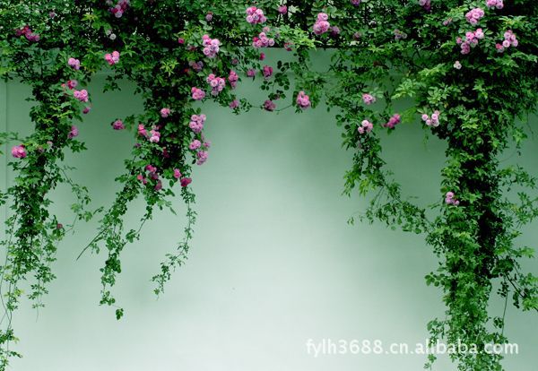 小花蔷薇