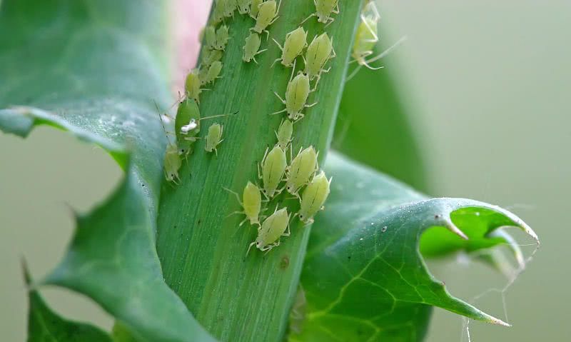 蔬菜蚜虫