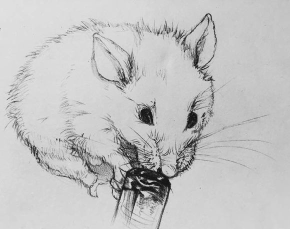 素描鼠