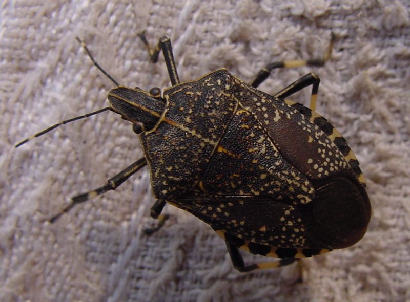  p></p></a>椿象,是 a href=