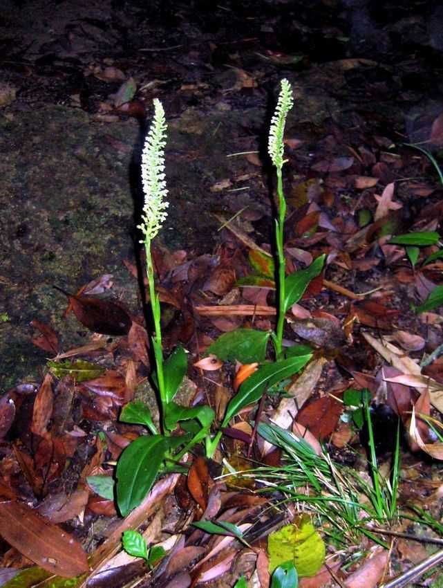 斑叶兰夏孢锈菌