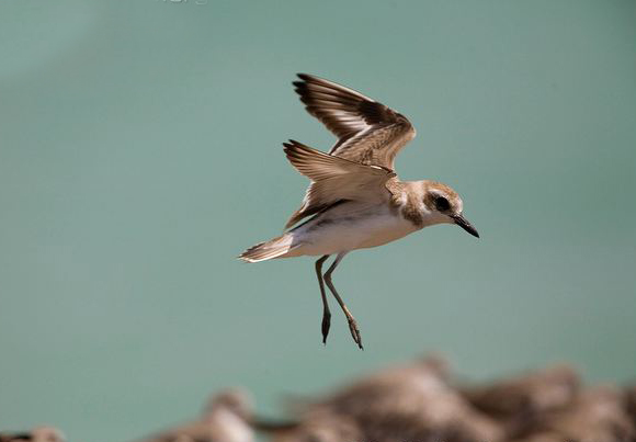 p>铁嘴沙鸻(学名 i>charadrius leschenaultii/i)鸻科鸻属鸟类,属