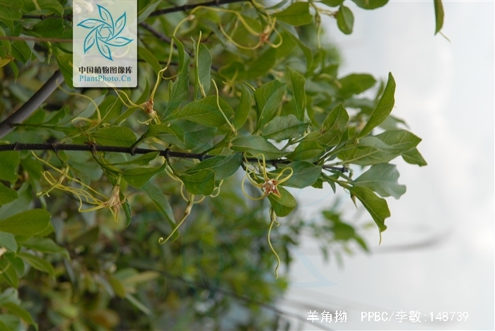 是夹竹桃科羊角拗属植物,灌木,高达2米,全株无毛,上部枝条蔓延,小枝