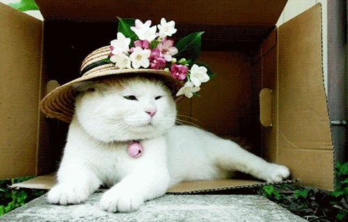  /p></p></a> p>后因有中国网民在新浪微博设置帐号上传其可爱的 a target=