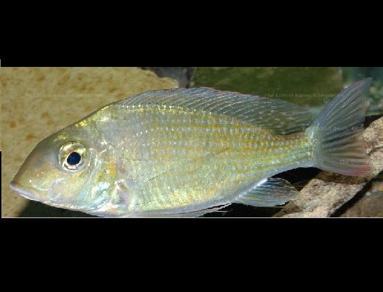 tylochromis elongatus /p></p></a> p>慈鲷科球丽鱼属鱼类一种