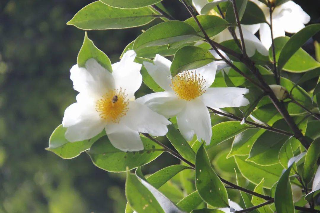 白花油茶