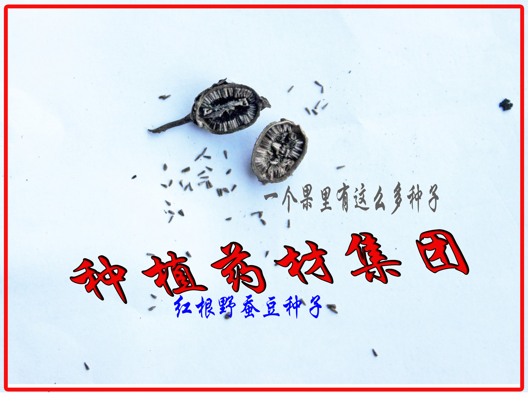 红根野蚕豆