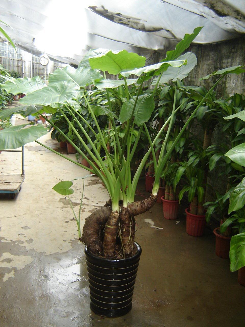 室内观赏植物