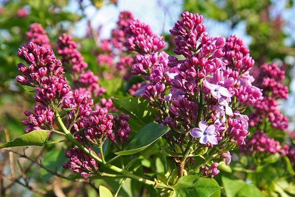 买菜丁香 全网资源