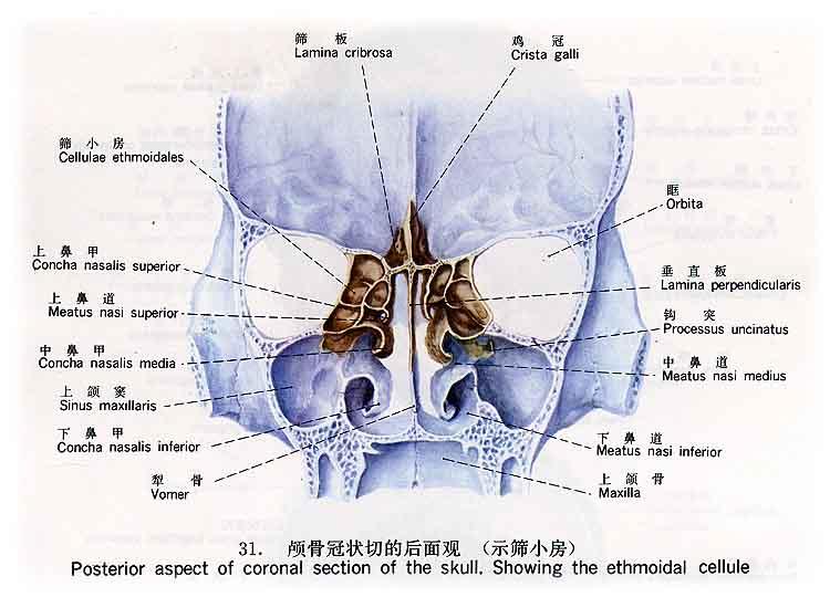 id="9945292">鼻腔 /a>外侧壁的骨性解剖结构,有上,中,下三个鼻甲,三