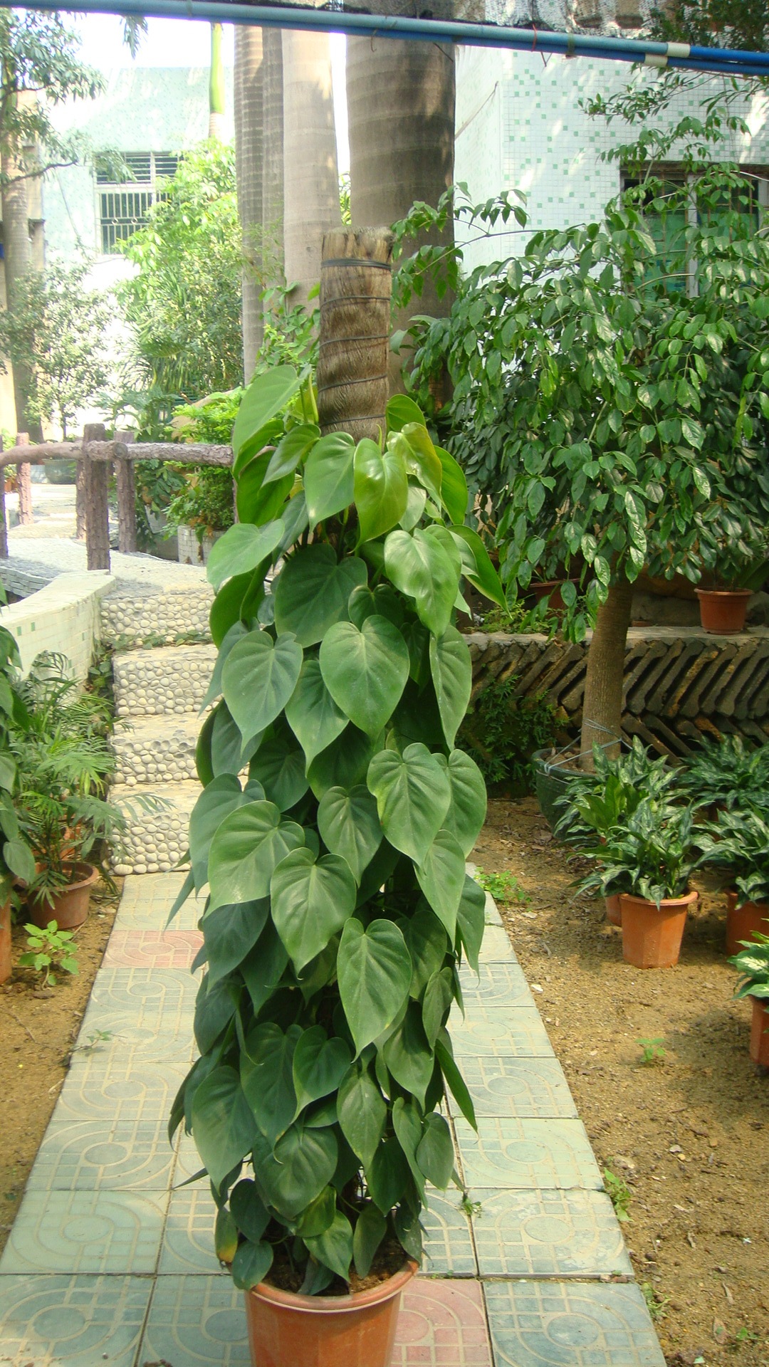 室内观赏植物