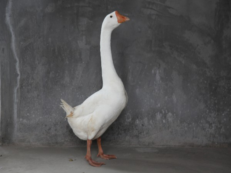 百子鹅