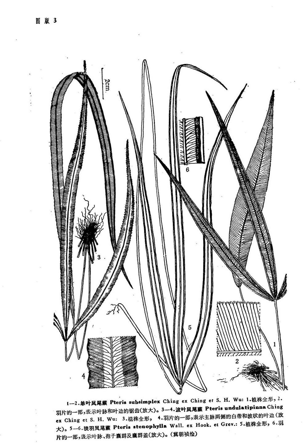 h. wu),凤尾蕨科凤尾蕨属植物,植株高30-40厘米.