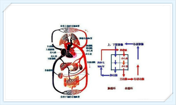 包括体循环和肺循环,并互相联接,构成完整的循环