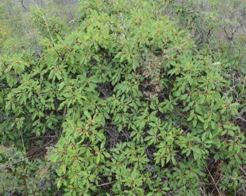 i>rhamnus parvifolia/i bunge)是鼠李科,鼠李属植物