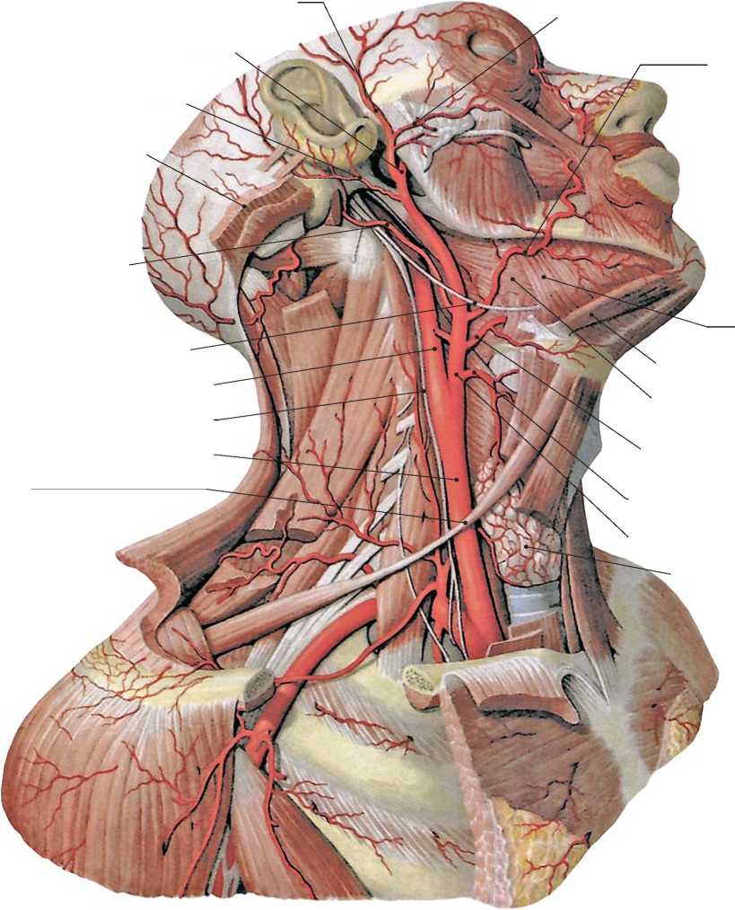  /p></p></a> p>前斜角肌位于颈椎外侧的深部,起于颈椎3～6横突的前结节,止于