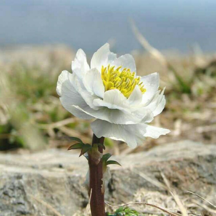 德钦雪莲花