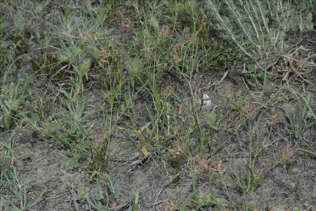 p>蝎尾菊(学名 i>koelpinia linearis/i pall.